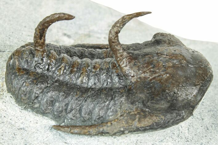 Rare Cambrian Kingaspidoides Trilobite - Tizi Ntfrkhin, Morocco #329066